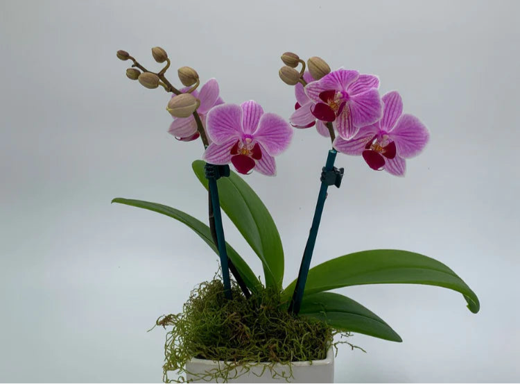 (Orchid plant 🪴 ) Super cute, long flowering Mini Phalaenopsis Orchid in wrapped Possy box