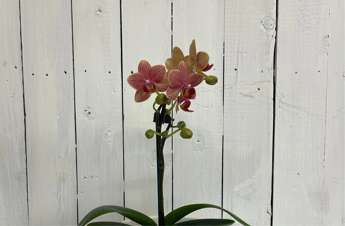 (Orchid plant 🪴 ) Super cute, long flowering Mini Phalaenopsis Orchid in wrapped Possy box