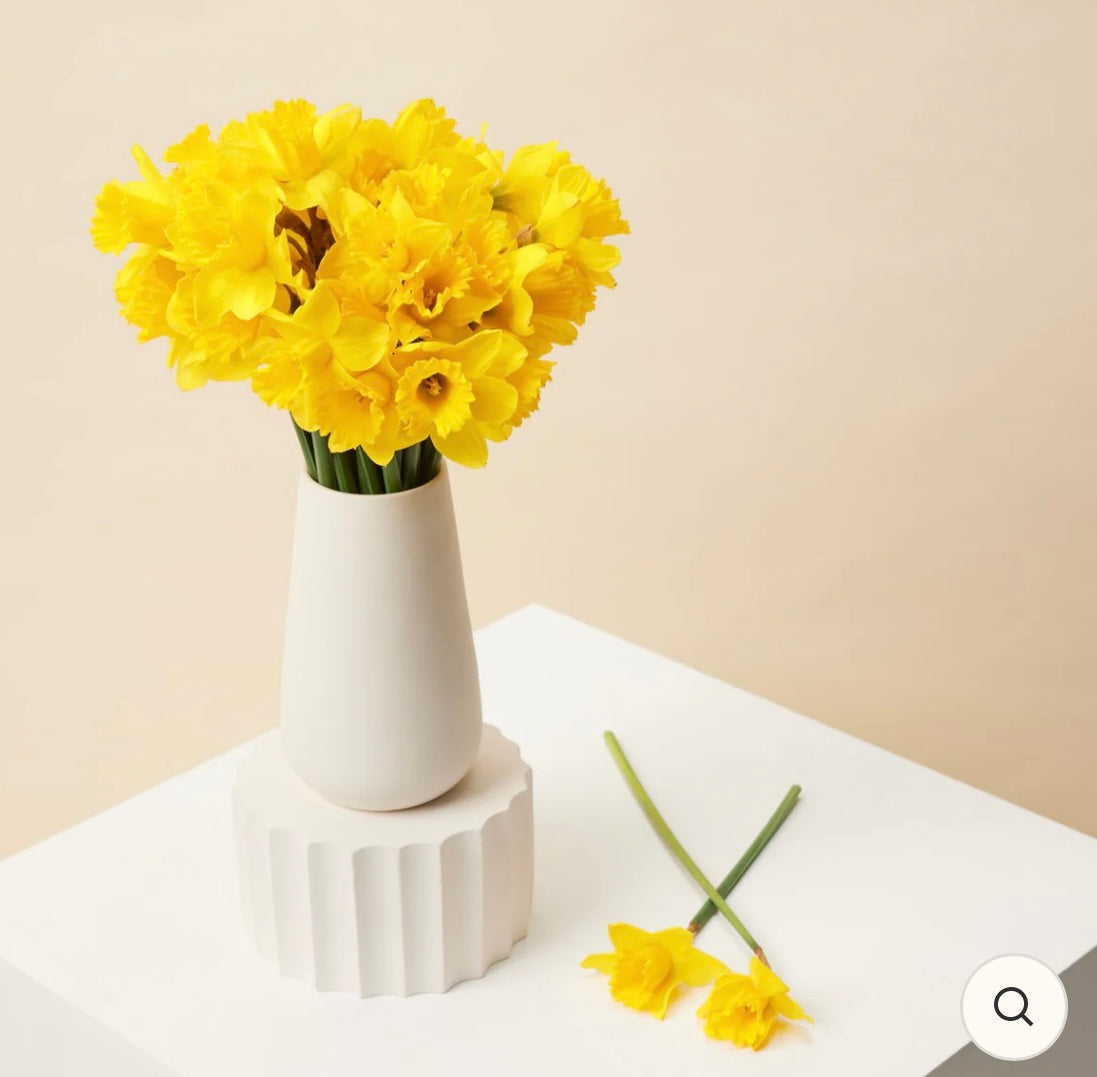 Daffodil bunch