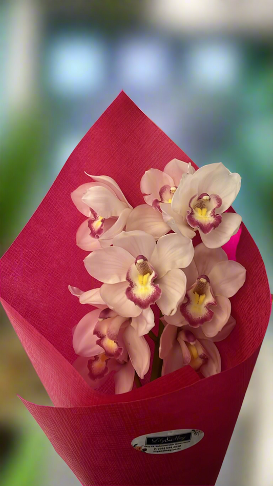 Single Orchid stem