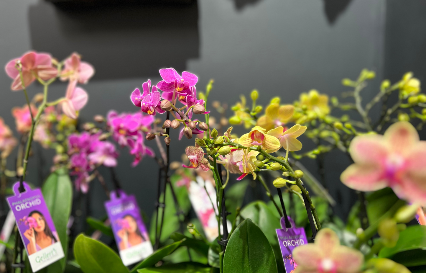 (Orchid plant 🪴 ) Super cute, long flowering Mini Phalaenopsis Orchid in wrapped Possy box