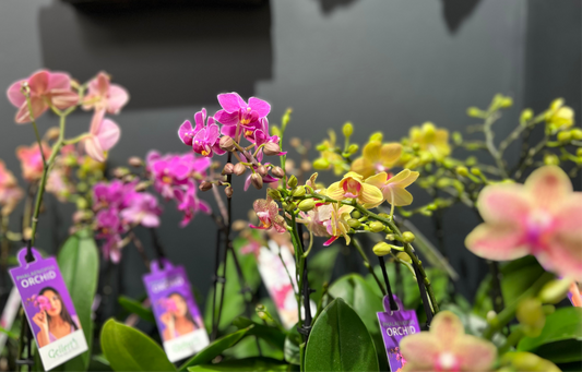 (Orchid plant 🪴 ) Super cute, long flowering Mini Phalaenopsis Orchid in wrapped Possy box