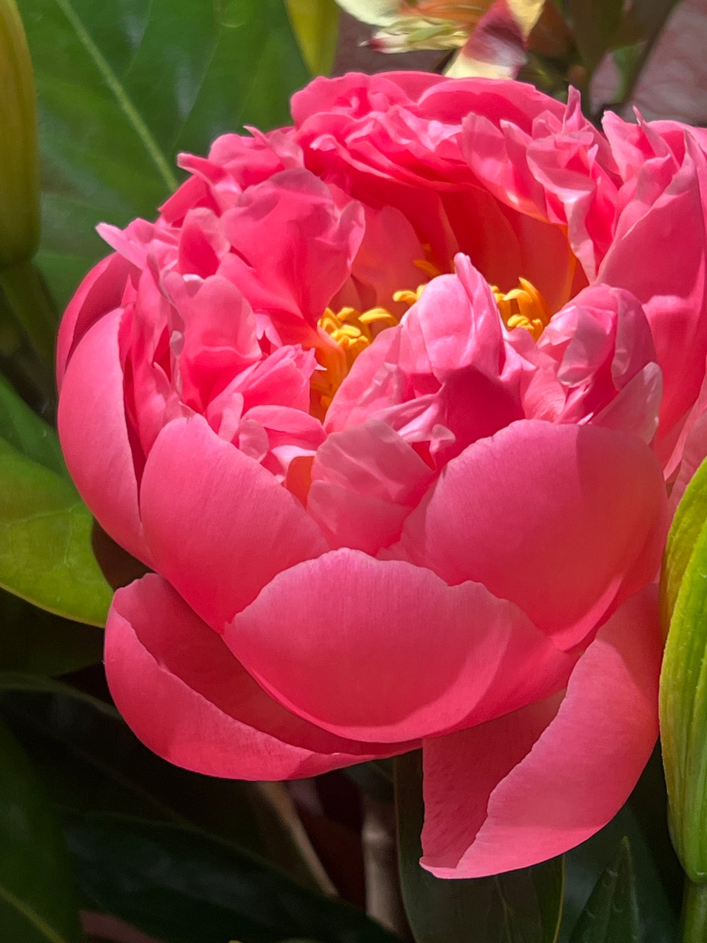 A Coral charm peonies (Season specials)